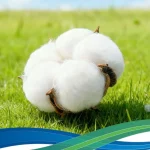 Australian long staple cotton fiber for cotton sock yarn production
