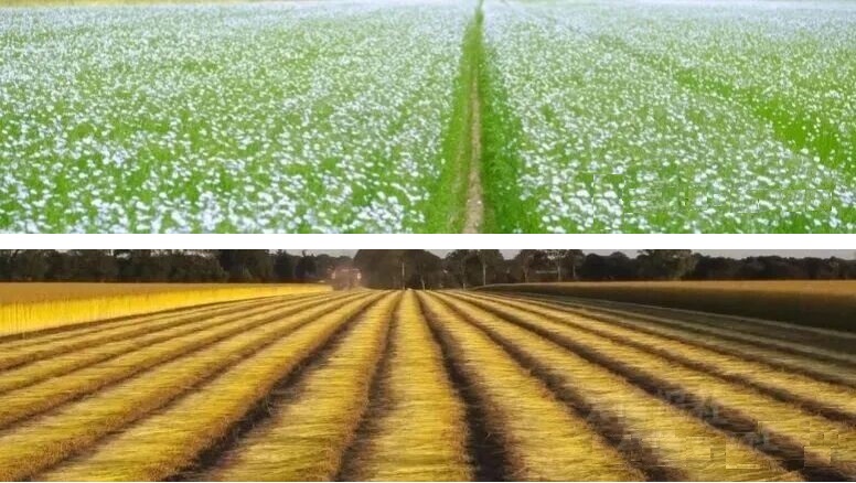 Linen