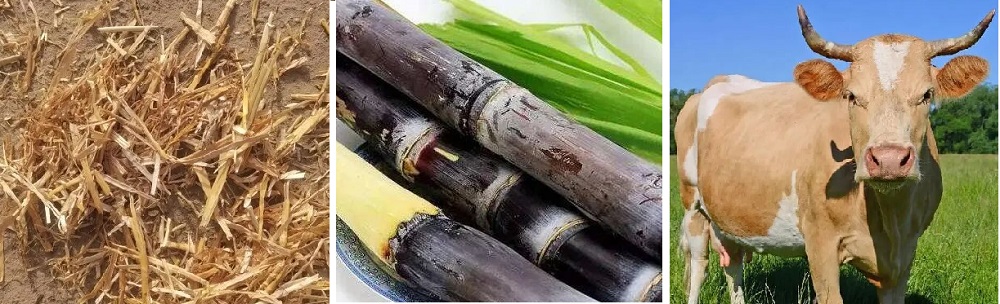 organic raw materials