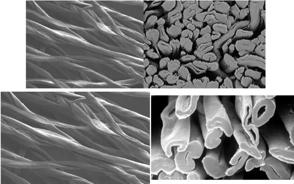 microscopic structure