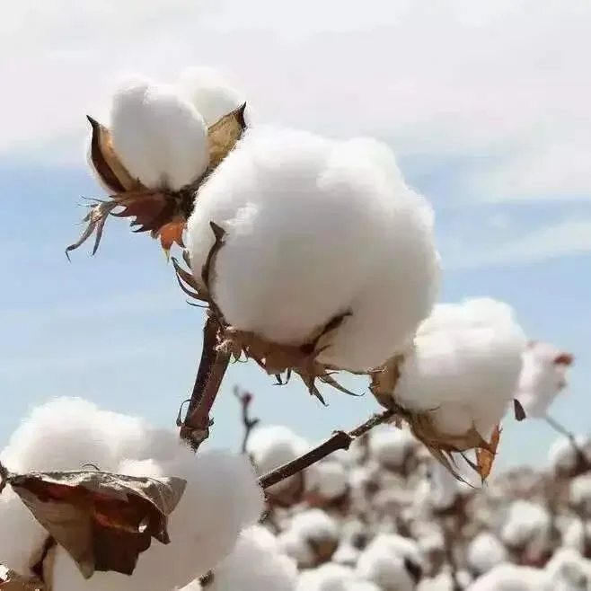Organic Cotton