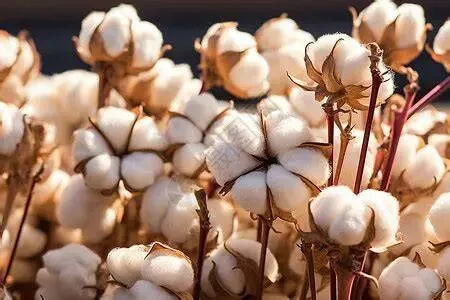 cotton fiber