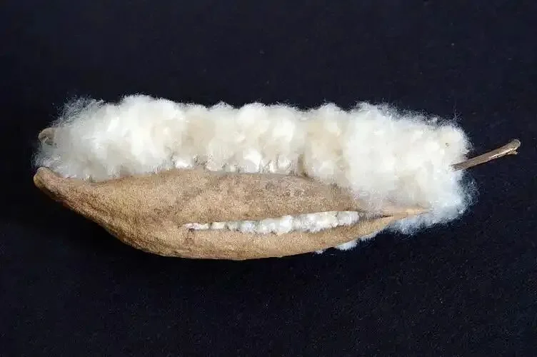 kapok fiber